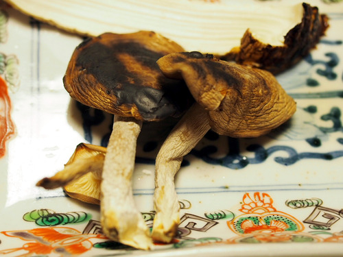 ŷ�����ᤸ