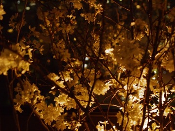 夜桜