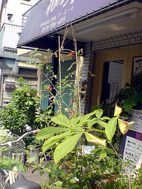 栃の実