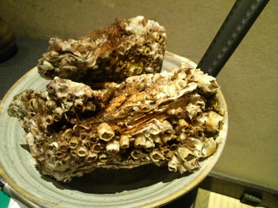 ǽ�л�����