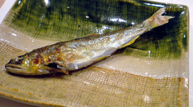 稚鮎