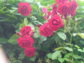 rose
