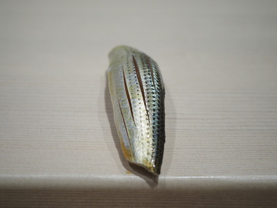 P3160271