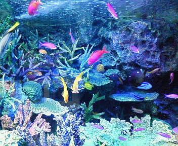 熱帯魚