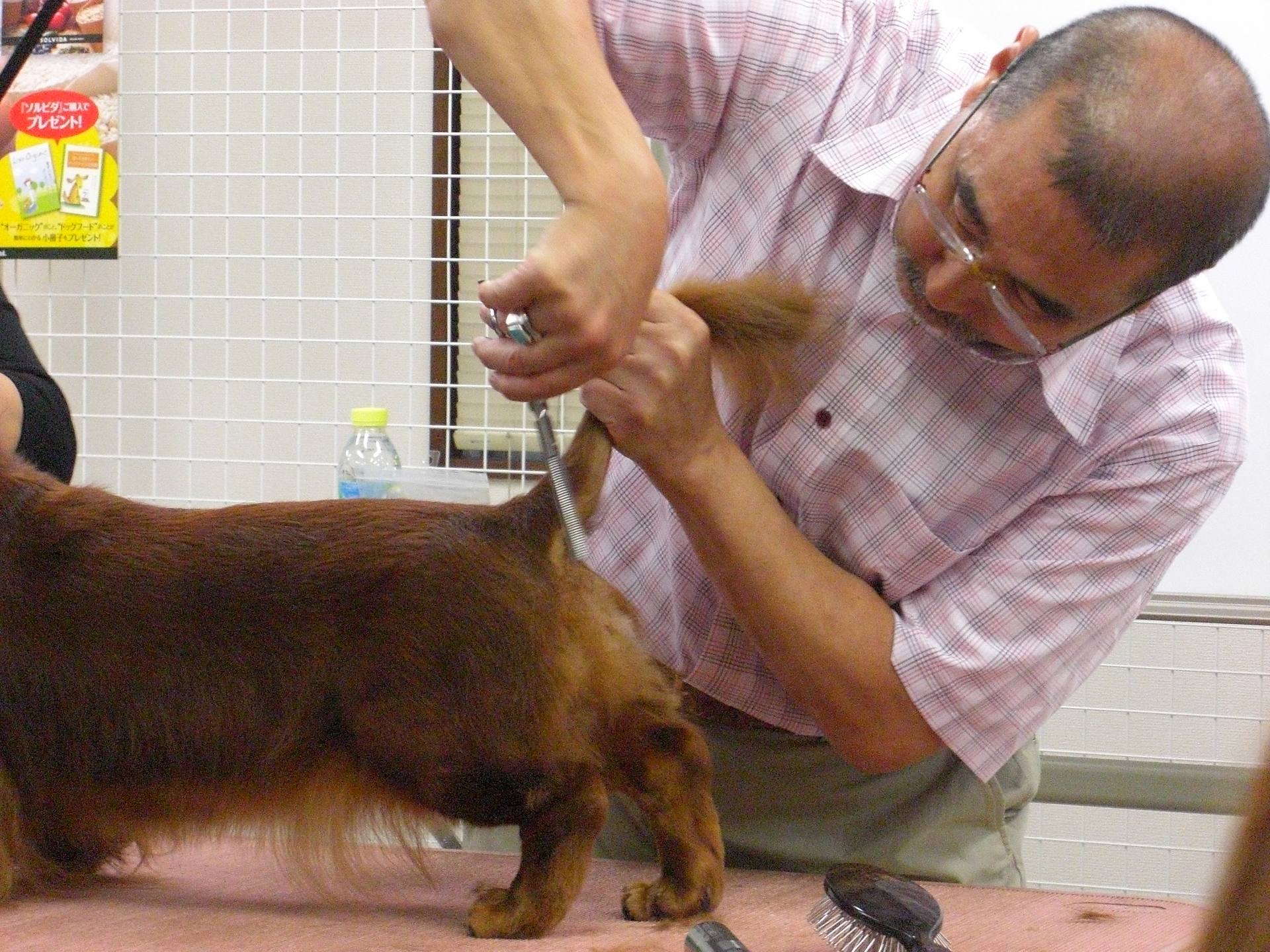 ダックス ショーグルーミング Romy のブログ