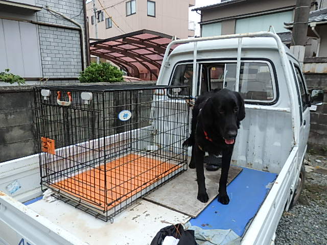 フラットコーテットレトリバー 愛人犬 猟犬みたいですか Rannponntann3のblog フラットコーテットレトリバー 愛人犬 猟犬みたいですか Rannponntann3のblog