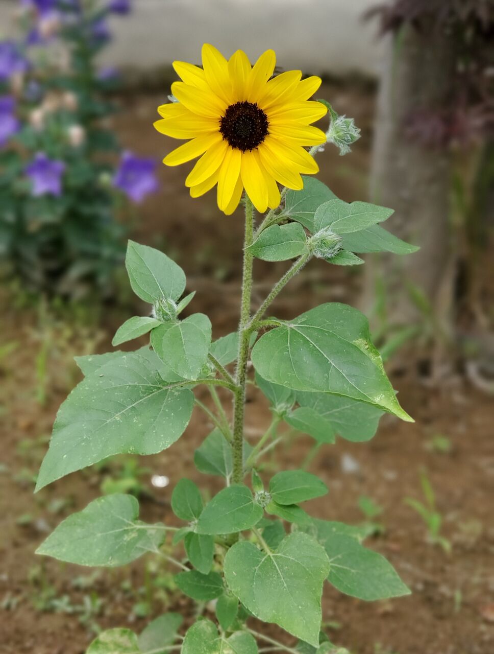 庭のひまわりが開花しました Raoのブログ 庭のひまわりが開花しました Raoのブログ