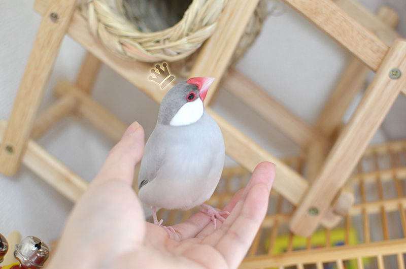 一眼レフでのお写真たち 文鳥雑記