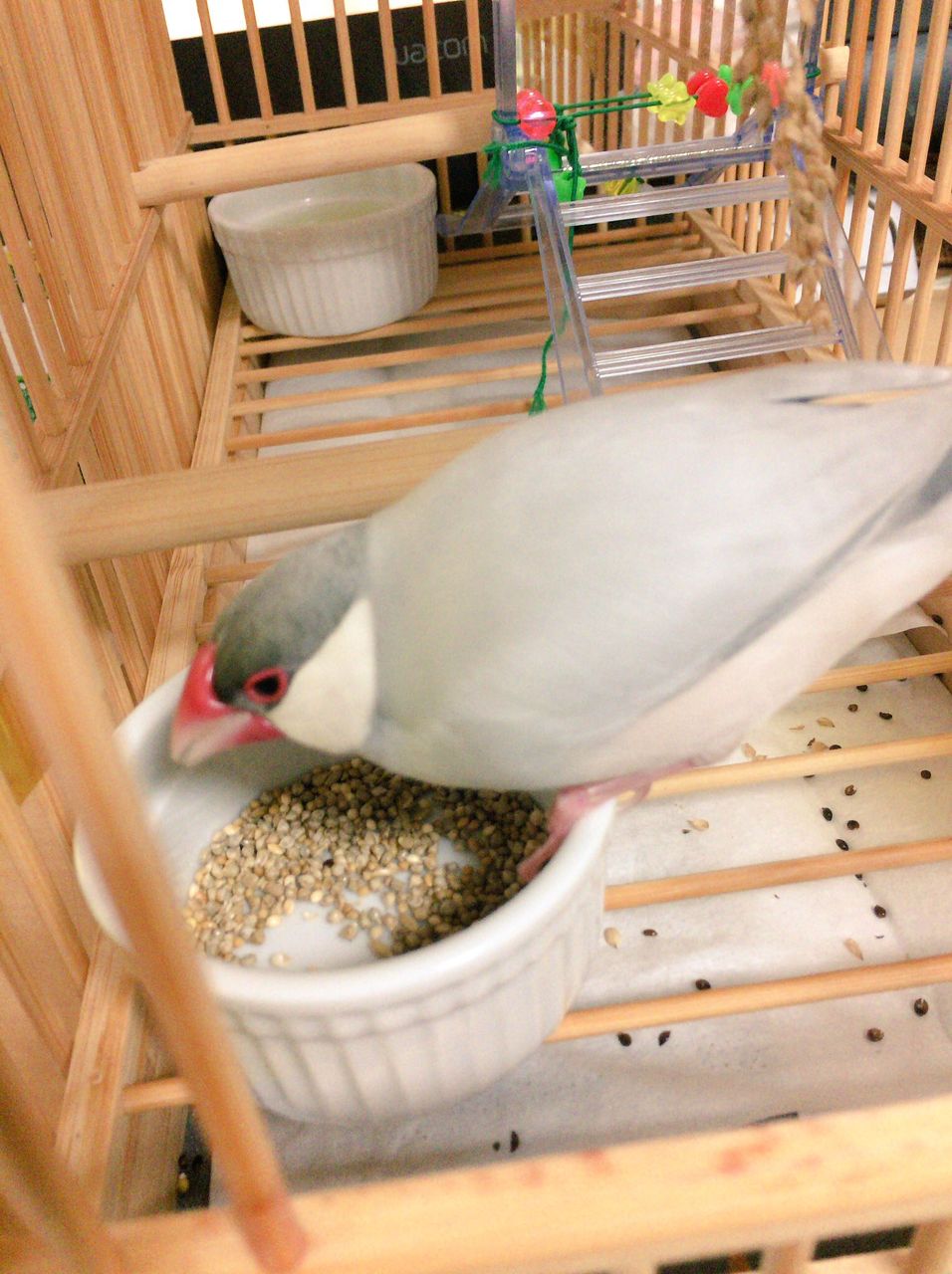 竹かごデビュー 文鳥雑記 竹かごデビュー 文鳥雑記