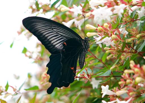 優雅に舞う 黒アゲハ蝶 の意味とは ラファエルの庭 優雅に舞う 黒アゲハ蝶 の意味とは ラファエルの庭