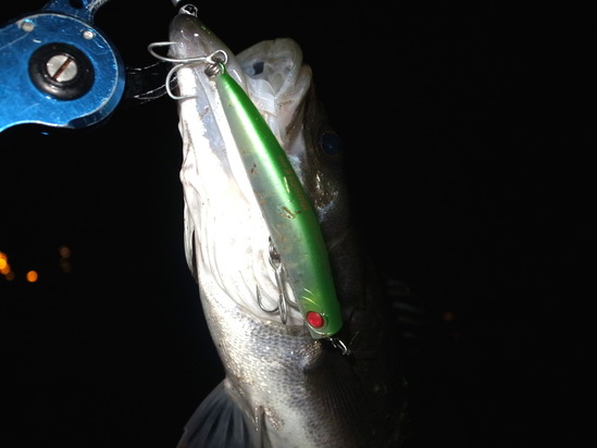 APIA PUNCH LINE MUSCLE 80