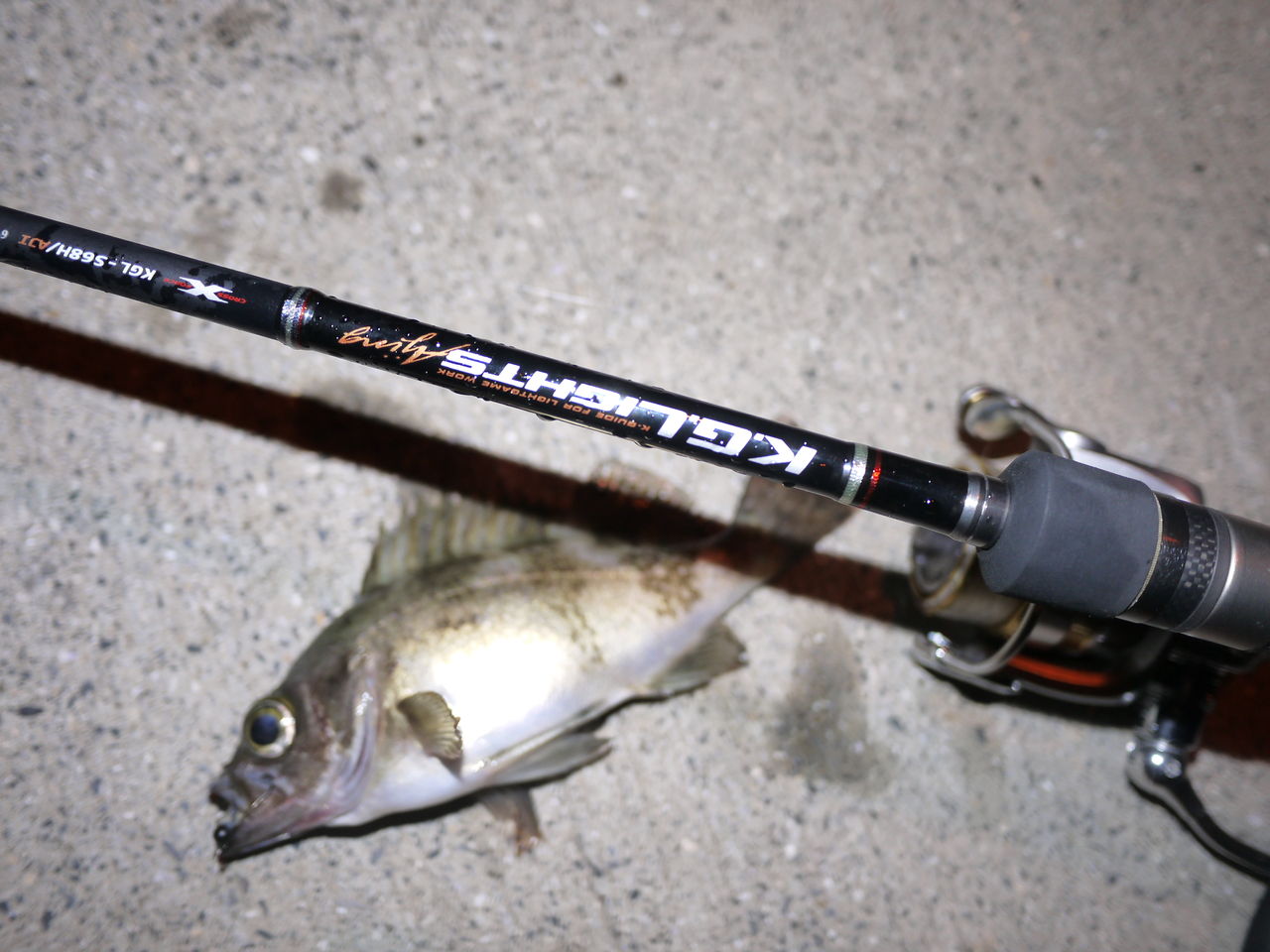 ラパラでシーバス Represent Iwakuni Bayside Style