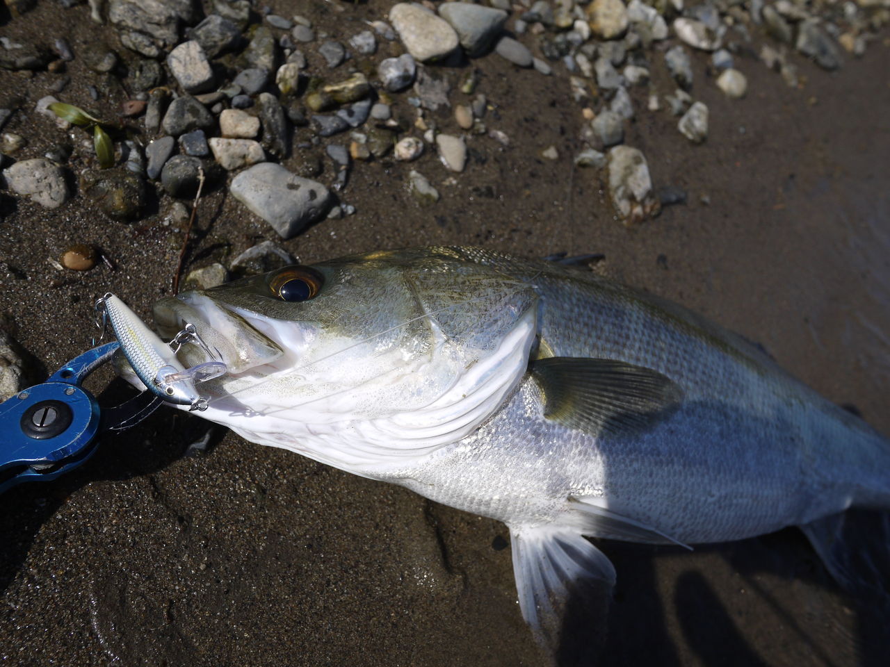 Rapala Cd 5でシーバス Represent Iwakuni Bayside Style
