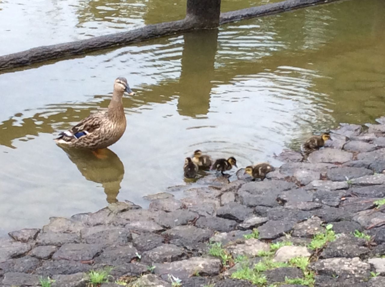 豊ヶ丘南公園でも 5月9日カルガモの雛が孵った ラズベリーは見たのblog 豊ヶ丘南公園でも 5月9日カルガモの雛が孵った ラズベリーは見たのblog