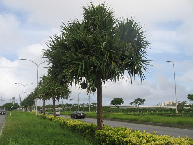 沖縄ではパイナップルも木に実ります ホテルラッソ国際通り なーめーめー日記