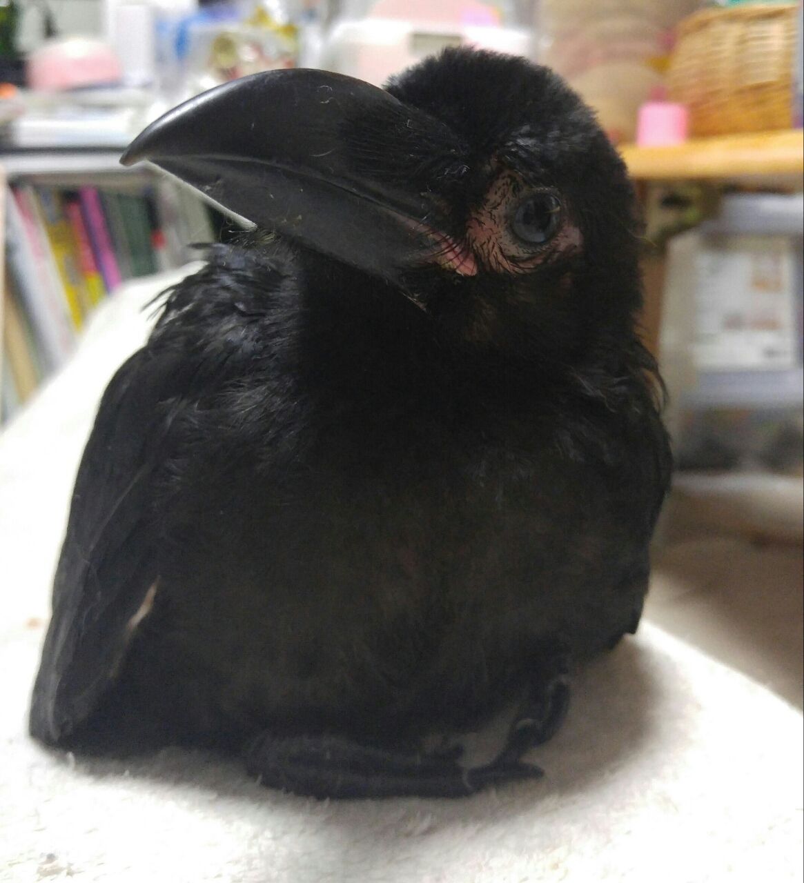 ここ約年の鳥飼い歴 悲しい記憶 ーー ムッキムキムキ ムッチムチ ここ約年の鳥飼い歴 悲しい記憶 ーー ムッキムキムキ ムッチムチ