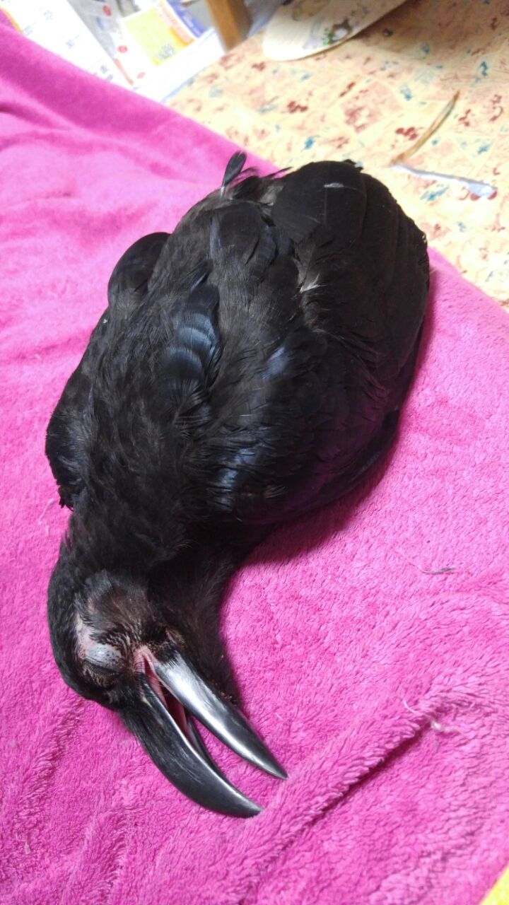 ここ約年の鳥飼い歴 悲しい記憶 ーー ムッキムキムキ ムッチムチ ここ約年の鳥飼い歴 悲しい記憶 ーー ムッキムキムキ ムッチムチ
