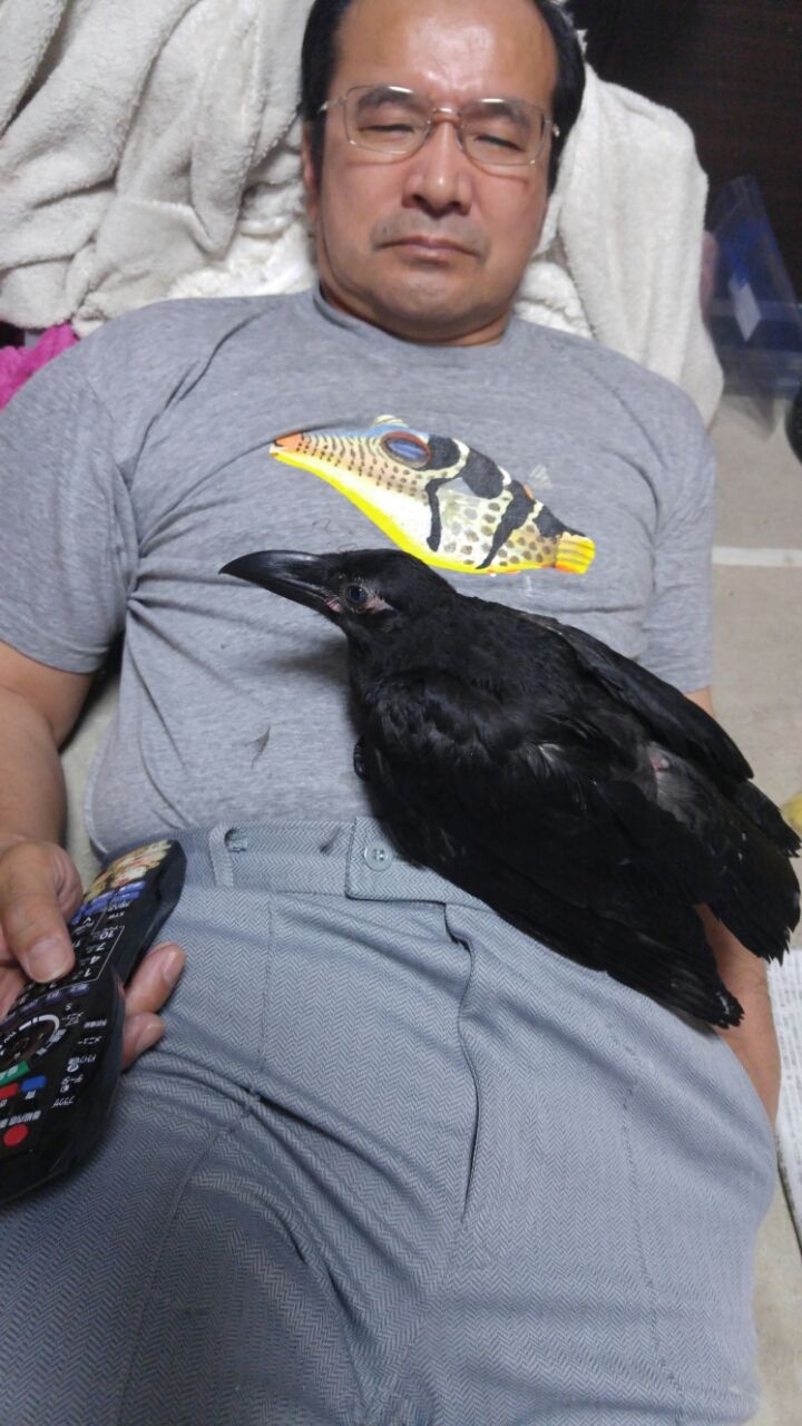 ここ約年の鳥飼い歴 悲しい記憶 ーー ムッキムキムキ ムッチムチ ここ約年の鳥飼い歴 悲しい記憶 ーー ムッキムキムキ ムッチムチ