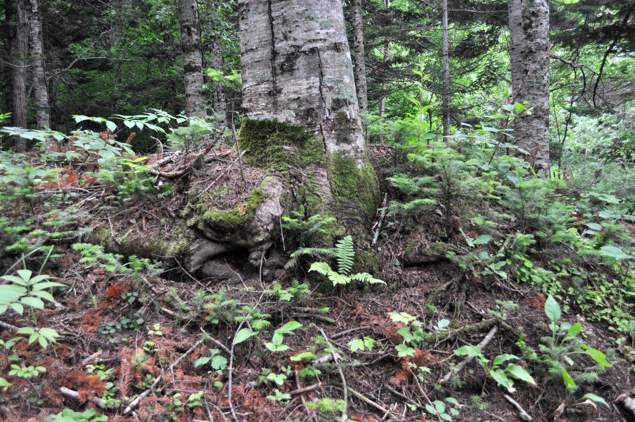 July 15 由仁町 工房ワタリガラス 日々のあれこれ