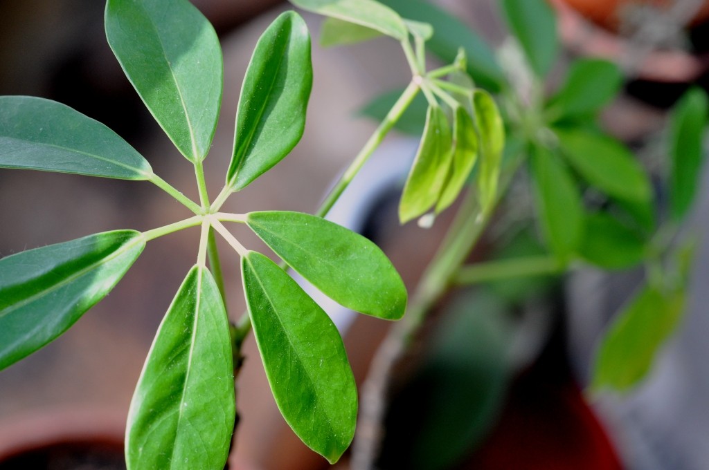 ２５年以上の付き合いです 由仁町 工房ワタリガラス 日々のあれこれ