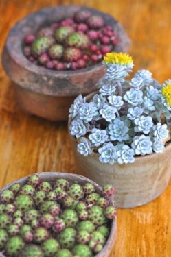 DSC_1924ー加工ー圧縮