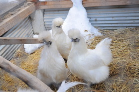 2014_0323_152443-DSC_0724