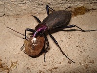 800px-Damaster_blaptoides_1[1]