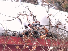 2015_0218_091546-DSC_1782