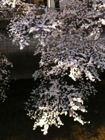 IMG_0247