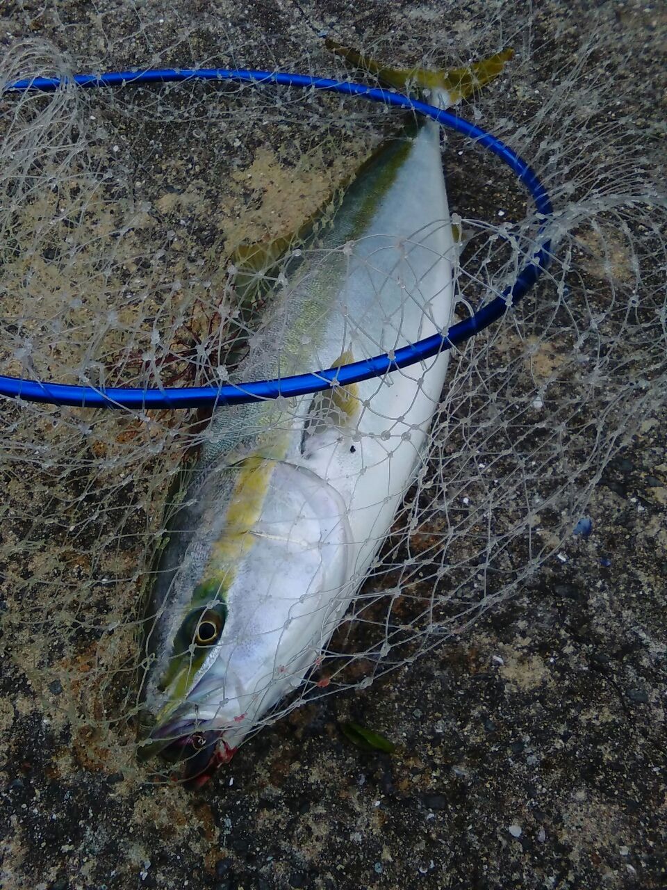 江田島の青物ポイントを開拓したい サメジの釣り暮らし