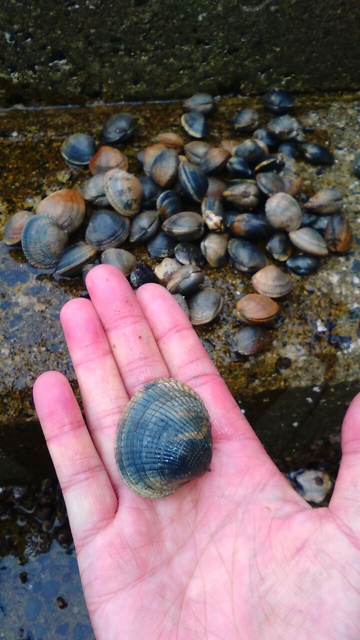 再び潮干狩り サメジの釣り暮らし 再び潮干狩り サメジの釣り暮らし