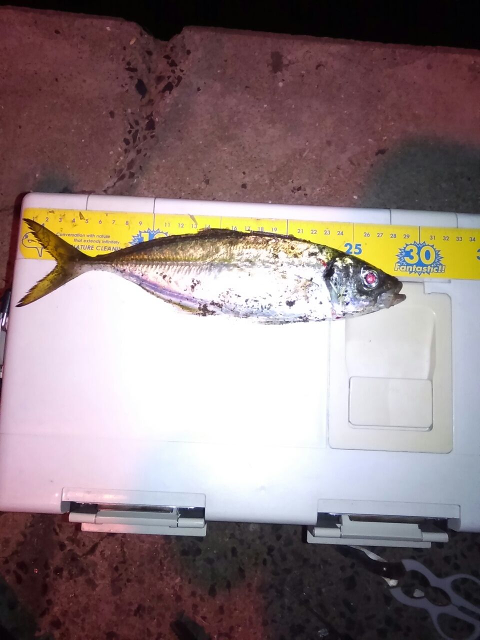エリアトラウトロッドでのアジング サメジの釣り暮らし エリアトラウトロッドでのアジング サメジの釣り暮らし