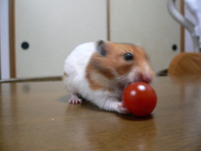 ミニトマト ゴールデンハムスターの生活 ミニトマト ゴールデンハムスターの生活