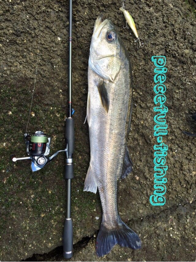 スイッシャーでシーバスヾ Peacefull Fishing
