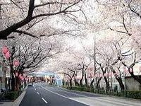 桜祭り