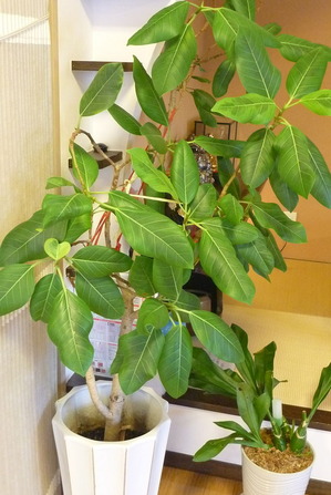 P1040351