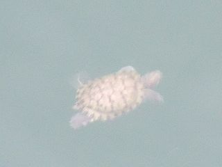 DSCF6342