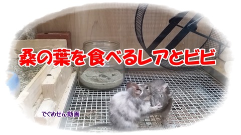 桑の葉を食べるレアとビビ