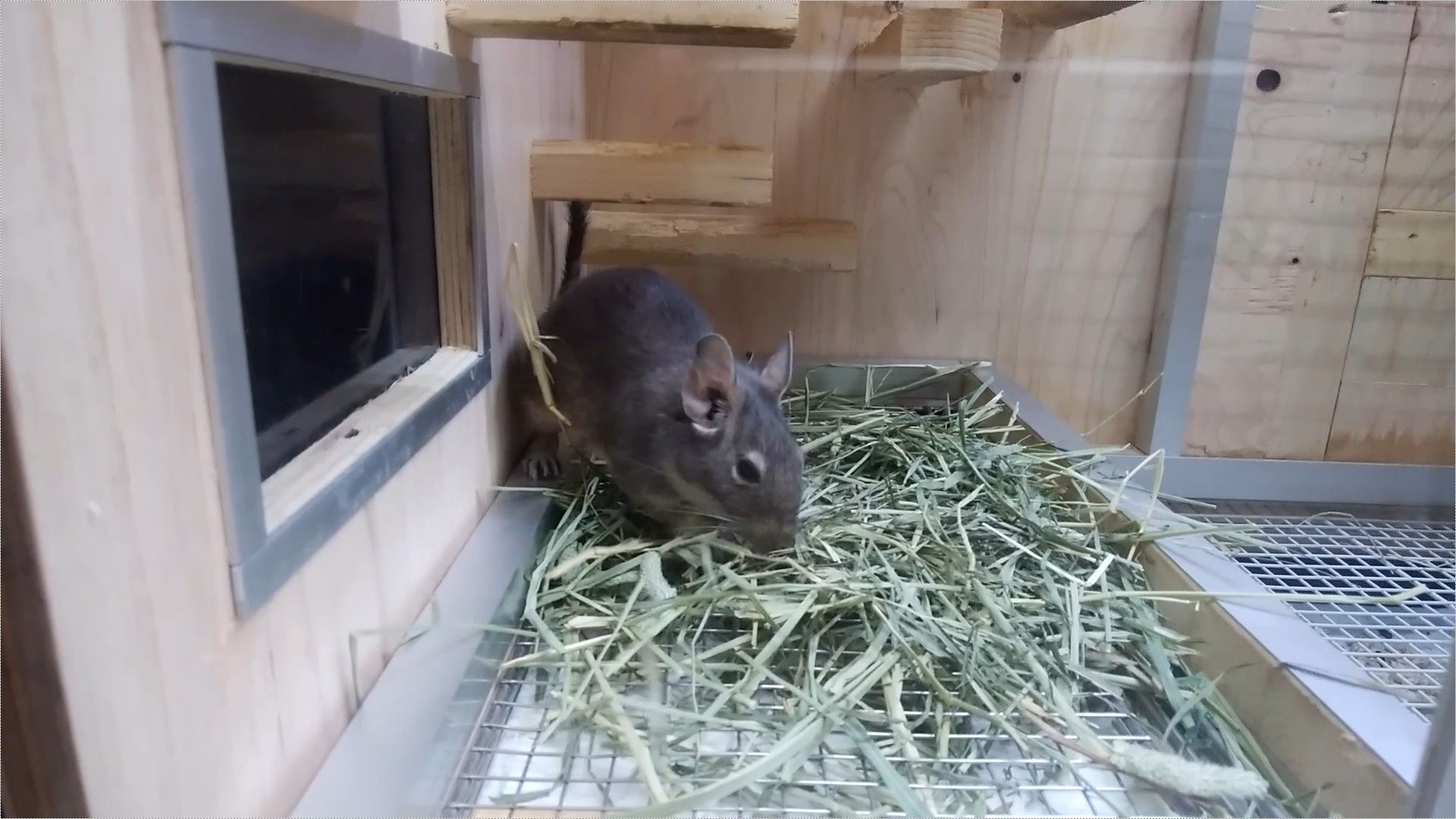 今食べてるチモシーのこと デグーさんにとって主食だから気になるよね でぐめせん