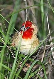 Cardinalis