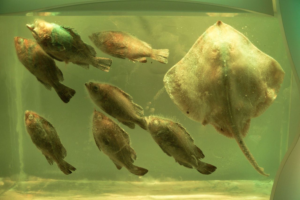 復活 氷の水族館 Dr 水族館 とある産婦人科医による水族館ブログ