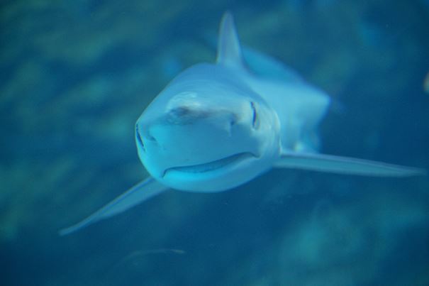 ヨシキリザメ In うみの杜水族館 Dr 水族館 とある産婦人科医による水族館ブログ ヨシキリザメ In うみの杜水族館 Dr 水族館 とある産婦人科医による水族館ブログ