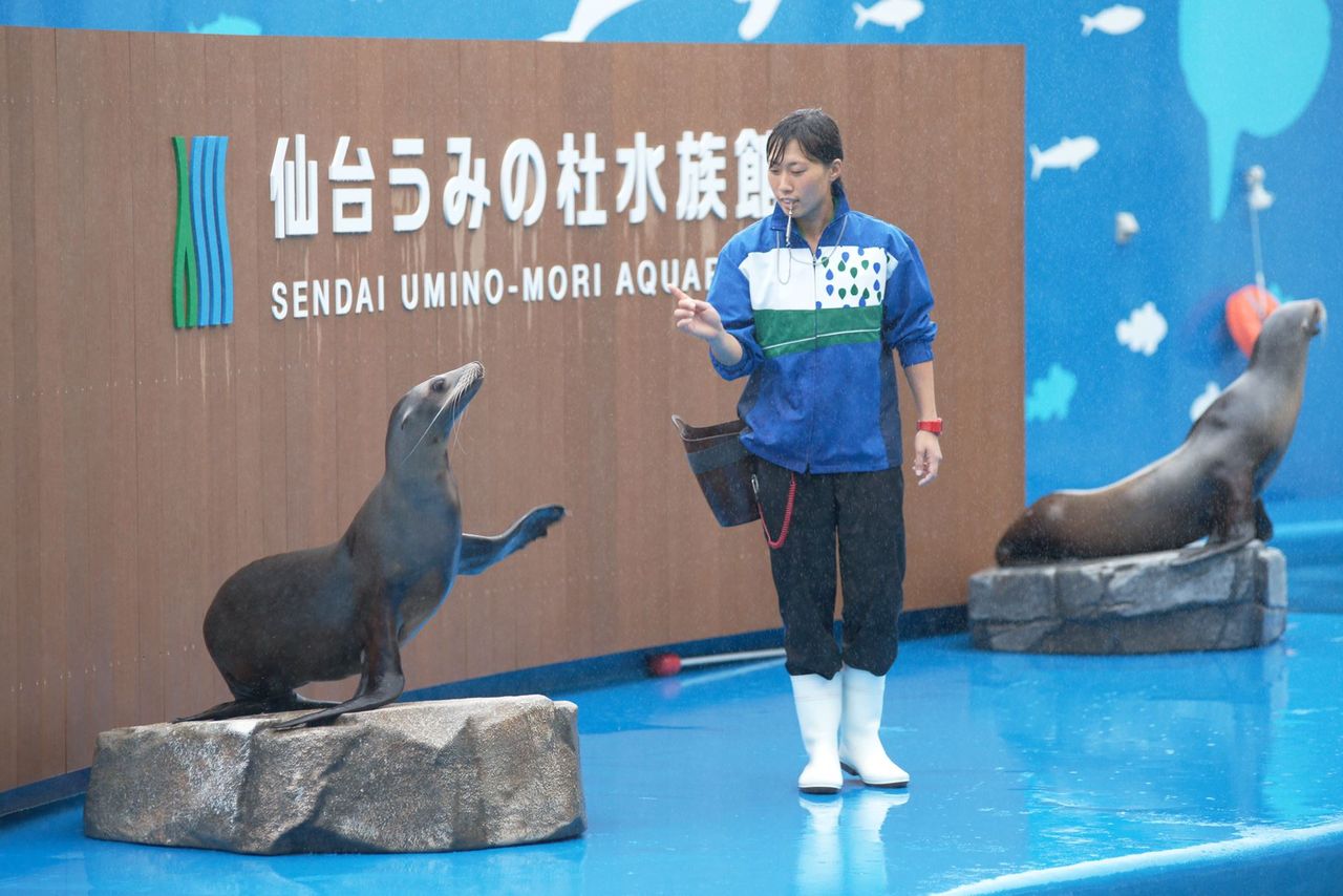 仙台うみの杜水族館２ イルカアシカショー Dr 水族館 とある産婦人科医による水族館ブログ