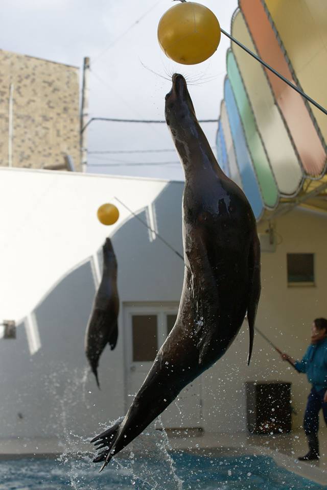 マリンピア松島水族館思い出写真3 Dr 水族館 とある産婦人科医による水族館ブログ マリンピア松島水族館思い出写真3 Dr 水族館 とある産婦人科医による水族館ブログ
