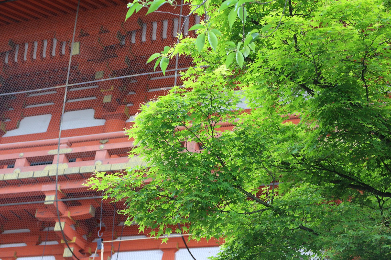 京都聖地巡礼の旅 恋物語 編 ろんでにおんころに