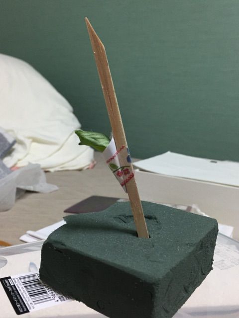 蛹ポケットなるもの Record Of Swallowtail 初心者のアゲハ蝶 飼育の記録 蛹ポケットなるもの Record Of Swallowtail 初心者のアゲハ蝶 飼育の記録