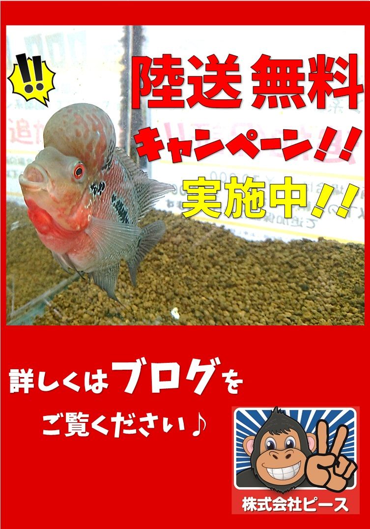 陸送無料キャンペーン 低価格車専門店ピース 在庫0台オーバー 激安中古車 9万円から販売中 低価格車専門店ピース 店長が教えるちょっといい話 陸送無料キャンペーン 低価格車専門店ピース 在庫0台オーバー 激安中古車 9万円から販売中 低価格車専門店ピース 店長が教えるちょっといい話