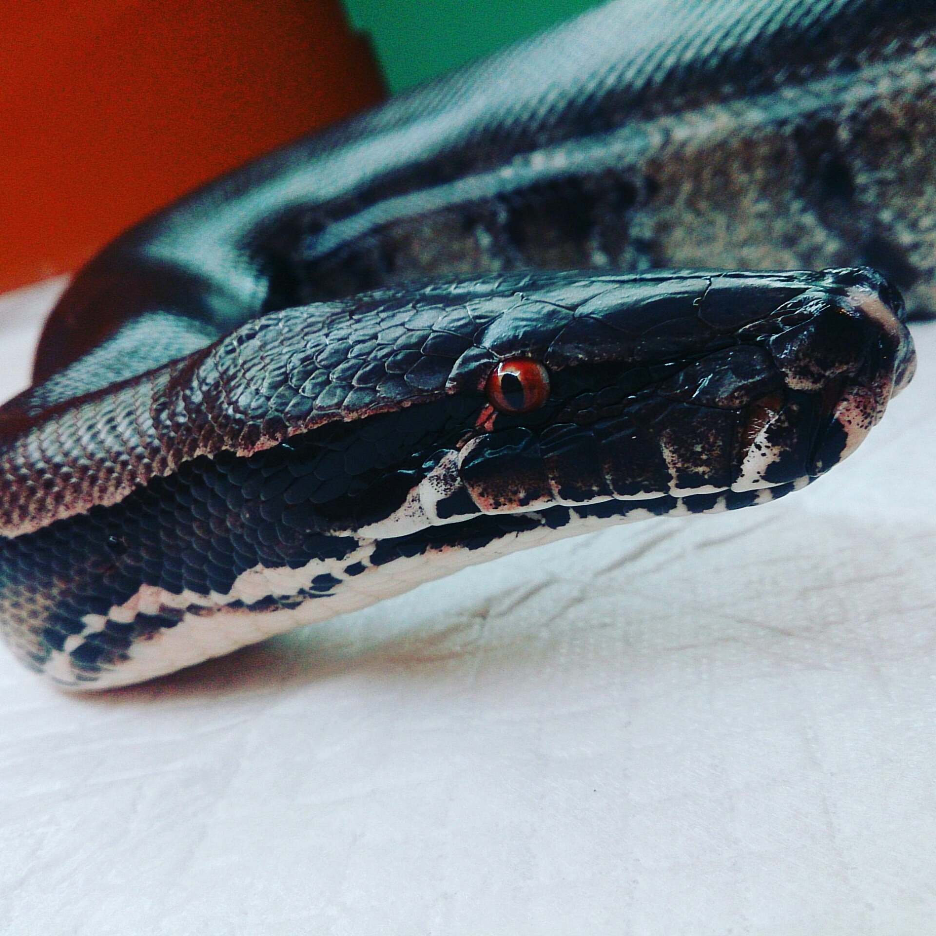 スマトラブラッドパイソン 10 0 到達 Blood Pythonさんの飼育 ブラッドパイソン スマトラブラッドパイソン 10 0 到達 Blood Pythonさんの飼育 ブラッドパイソン