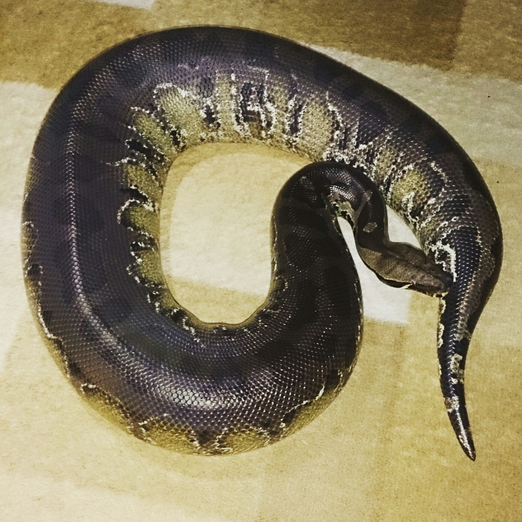 スマトラブラッドパイソン 小さい餌チャレンジ Blood Pythonさんの飼育 ブラッドパイソン スマトラブラッドパイソン 小さい餌チャレンジ Blood Pythonさんの飼育 ブラッドパイソン