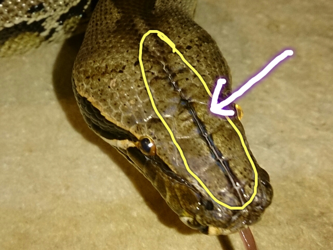 スマトラブラッドパイソン 春の餌祭りと実地検証 Blood Pythonさんの飼育 ブラッドパイソン スマトラブラッドパイソン 春の餌祭りと実地検証 Blood Pythonさんの飼育 ブラッドパイソン